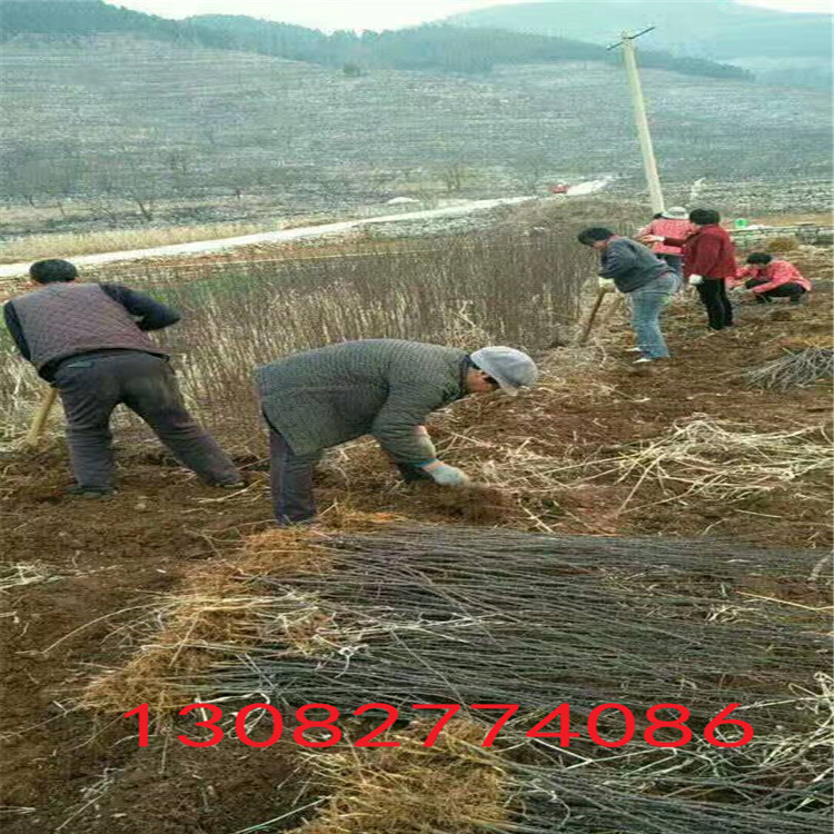 大红袍花椒基地，1年花椒苗，花椒苗基地