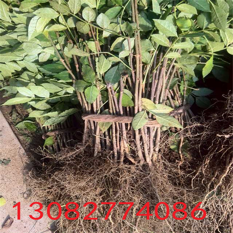 無刺花椒苗，花椒樹苗多少錢一棵，花椒苗一顆單價