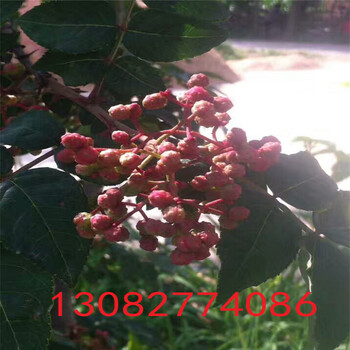 青花椒樹苗，花椒樹苗多少錢一棵今年花椒價格