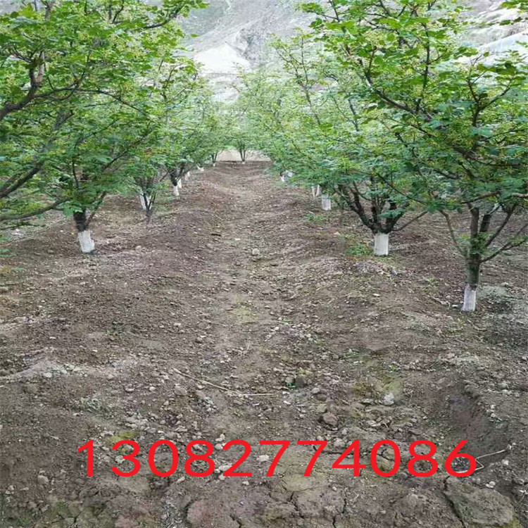 哪里出售花椒苗，大紅袍花椒苗，1米高花椒苗