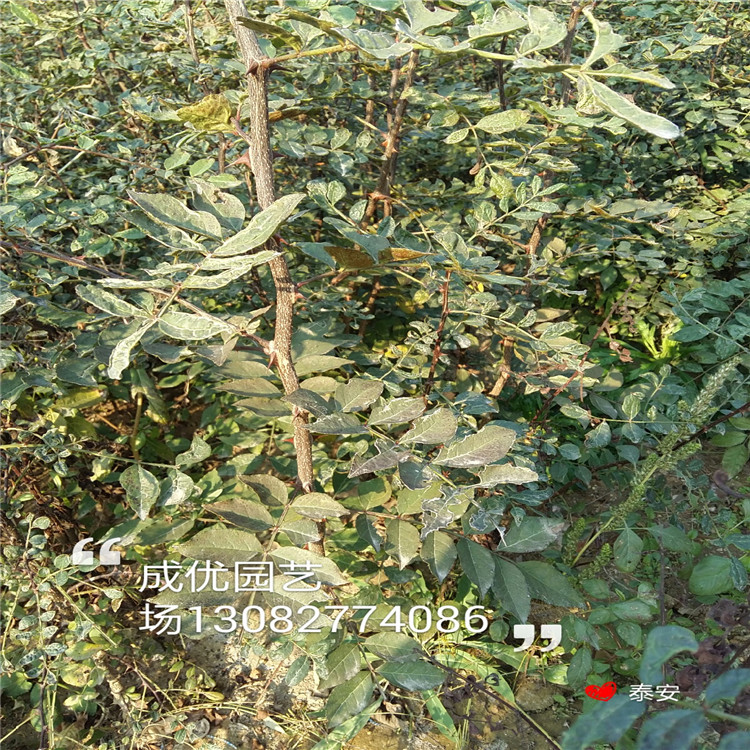 哪里有花椒苗，大紅袍花椒苗，花椒苗基地
