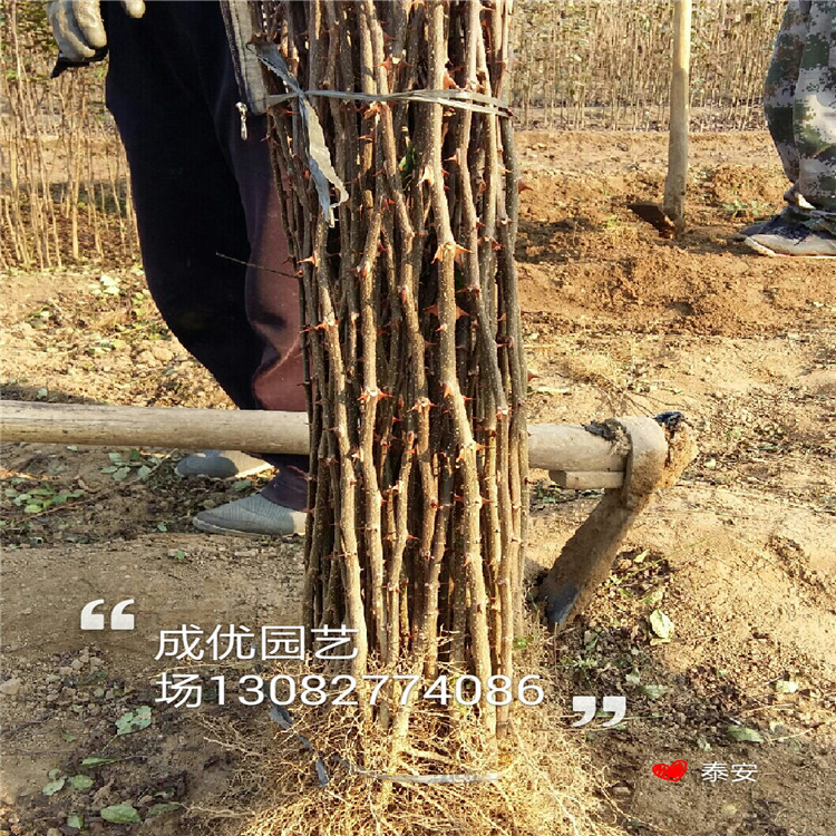 大紅袍花椒樹苗，花椒苗一畝地多少棵，花椒芽苗