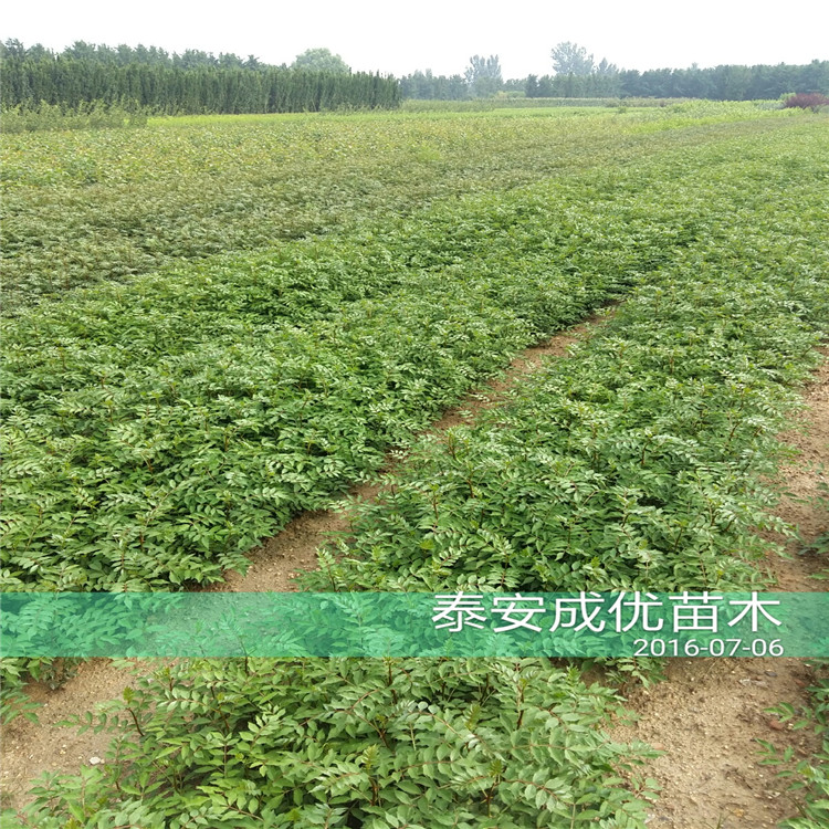 哪里賣花椒樹苗，花椒苗新品種，山東花椒苗