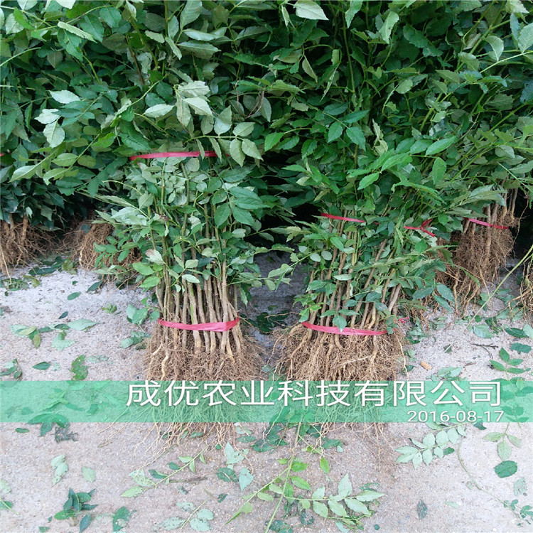 大红袍花椒树苗，花椒树苗批发今年花椒价格