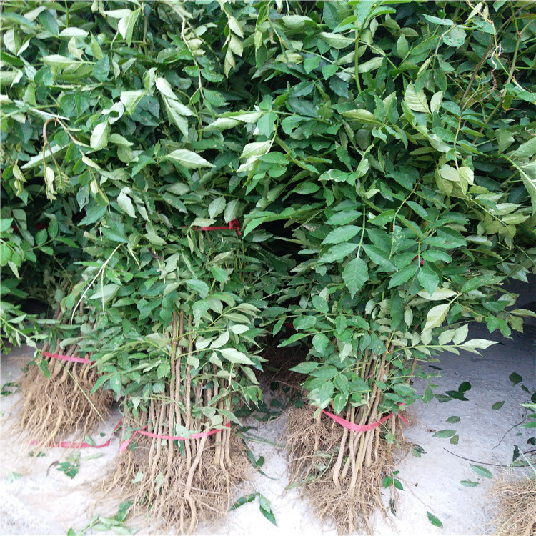 出售花椒樹苗，花椒苗一畝地多少棵，現(xiàn)在花椒苗價(jià)格