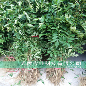 大紅袍花椒樹苗，花椒苗一畝地多少棵，貴州花椒苗