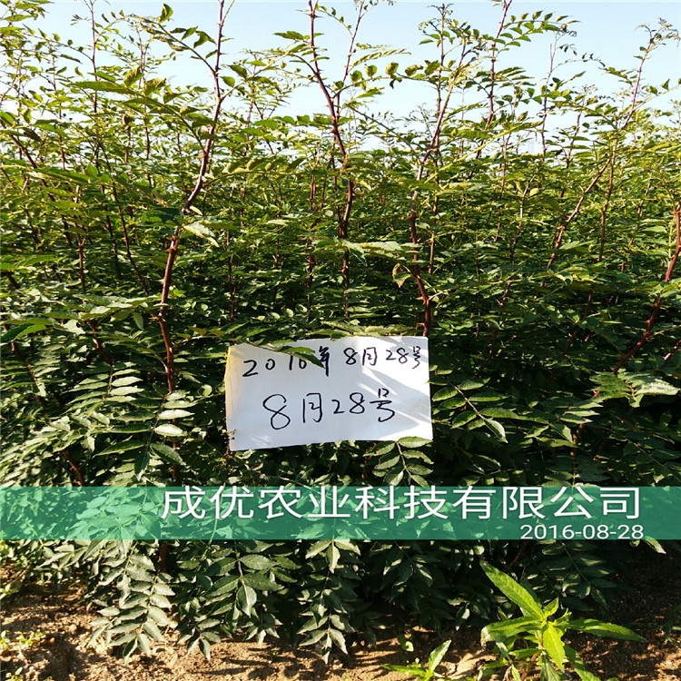 哪里賣(mài)花椒樹(shù)苗，花椒樹(shù)苗多少錢(qián)一棵，四川花椒苗