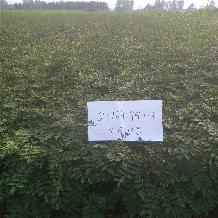 哪里有花椒苗，花椒苗3毛一株，花椒苗一顆單價(jià)