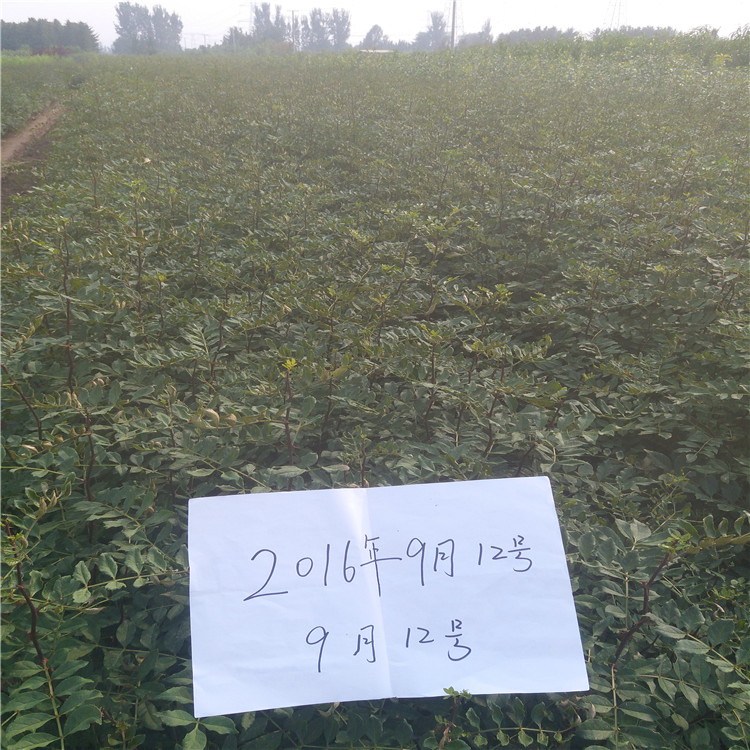 無刺花椒苗，大紅袍花椒苗，花椒苗品種