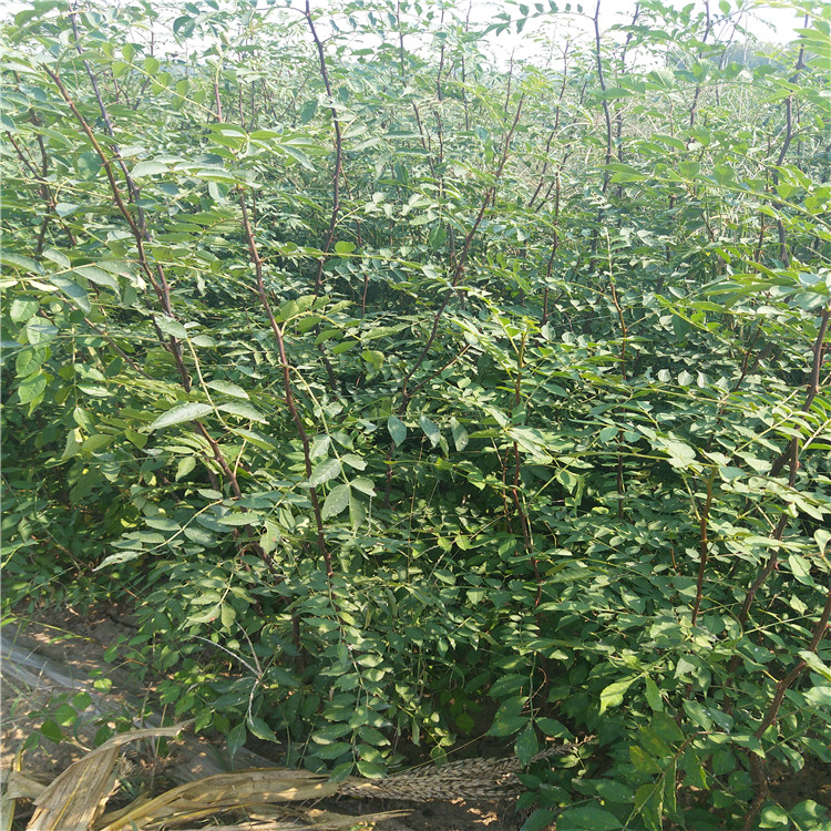 哪里出售花椒苗，大紅袍花椒苗，1米高花椒苗