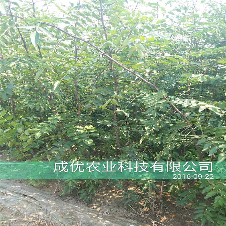 青花椒樹苗，花椒苗價(jià)格單價(jià)，花椒苗報(bào)價(jià)