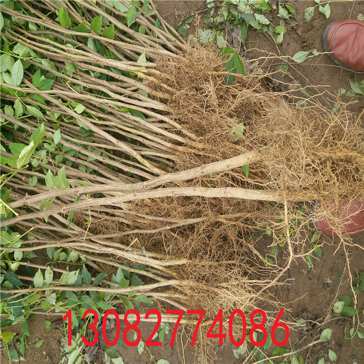 花椒樹(shù)苗價(jià)格，花椒那個(gè)品種好