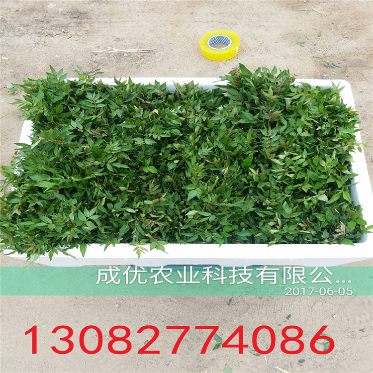 大紅袍花椒樹(shù)苗，花椒苗一棵多少錢(qián)，云南花椒苗