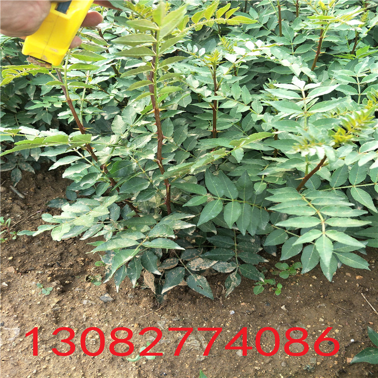 花椒苗批發(fā)，花椒樹苗多少錢一棵，花椒苗品種