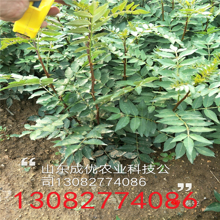 哪里出售花椒苗，花椒樹苗多少錢一棵，花椒苗一顆單價(jià)