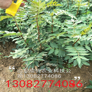大紅袍花椒樹苗，花椒那個(gè)品種好，云南花椒苗