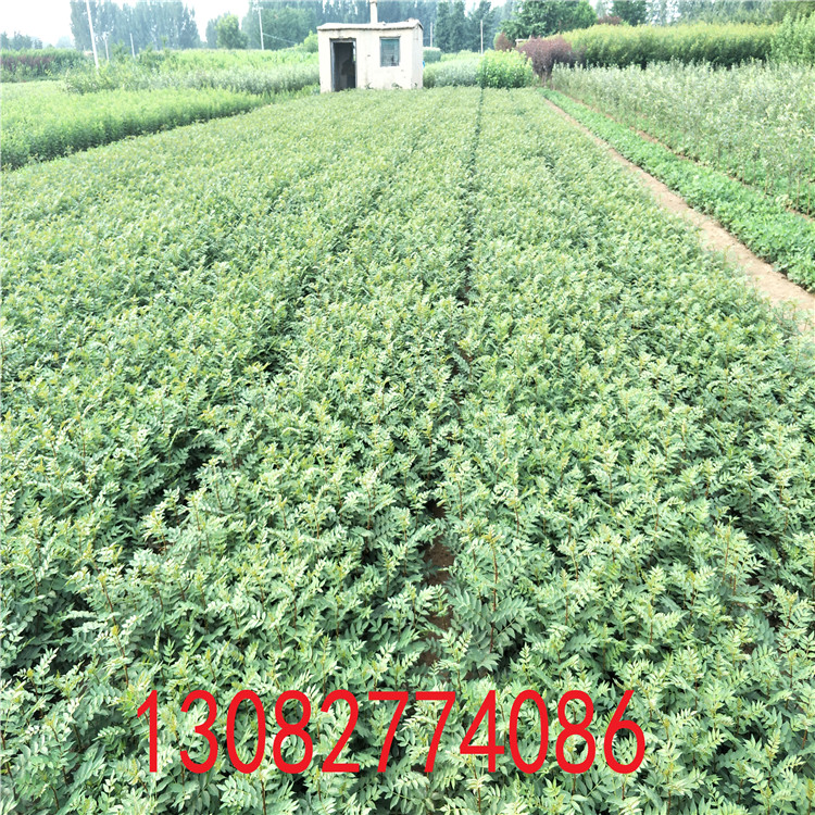 大紅袍花椒基地，花椒苗價(jià)格單價(jià)今年花椒價(jià)格