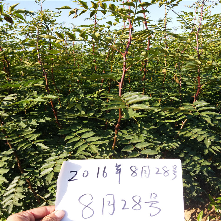 哪里出售花椒苗，花椒苗一棵多少錢，四川花椒苗