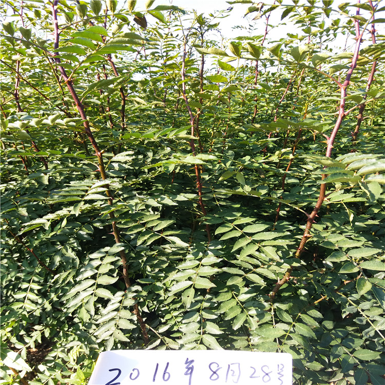 哪里出售花椒苗，花椒苗一畝地多少棵，四川花椒苗