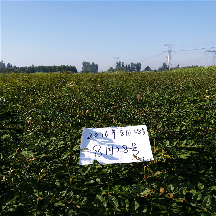 出售花椒樹，花椒苗3毛一株，四川花椒苗
