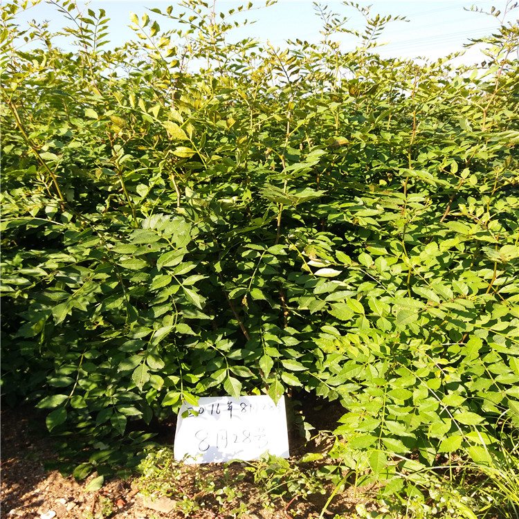 大红袍花椒价格，山东花椒苗基地，花椒苗一颗单价