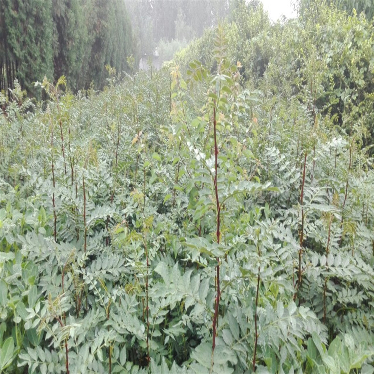 出售花椒樹，花椒苗3毛一株，四川花椒苗