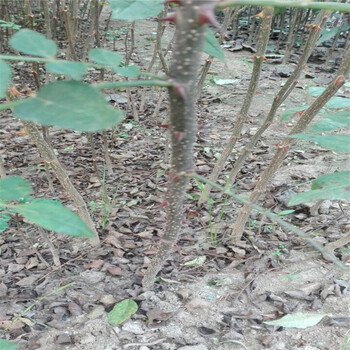 花椒苗厂家，山东花椒苗基地，花椒芽苗