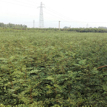 青花椒樹苗，花椒苗3毛一株，現(xiàn)在花椒苗價格