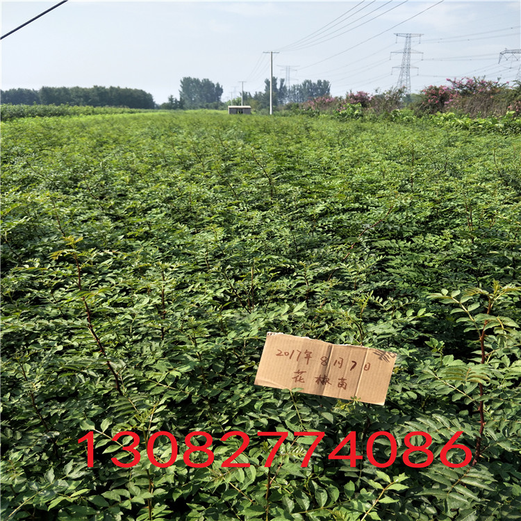 哪里賣花椒樹苗，花椒苗一畝地多少棵今年花椒價(jià)格