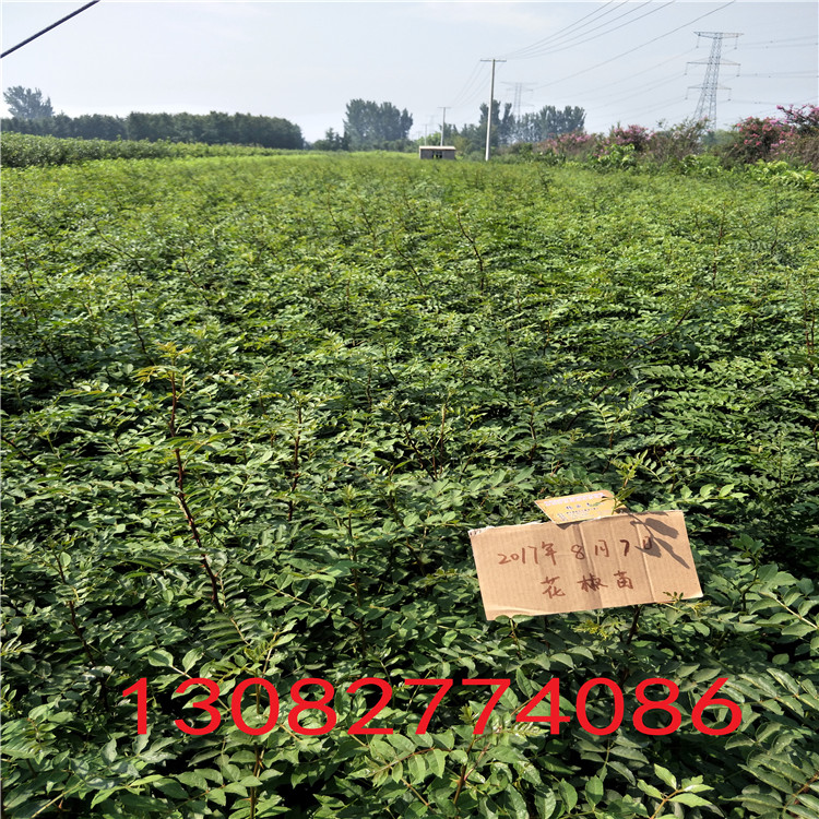 哪里出售花椒苗，1年花椒苗，山東花椒苗