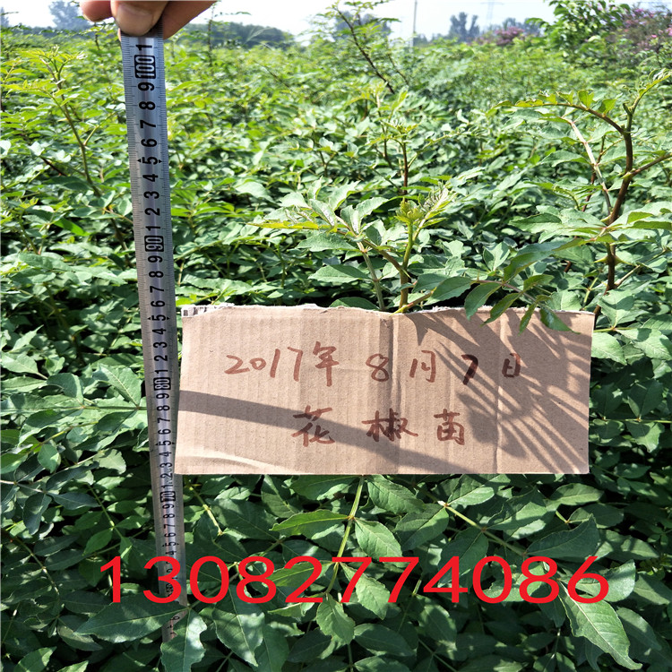 花椒樹苗價格，花椒樹多少錢