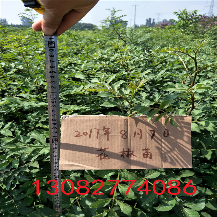 無刺花椒苗，花椒苗一畝地多少棵，花椒苗基地