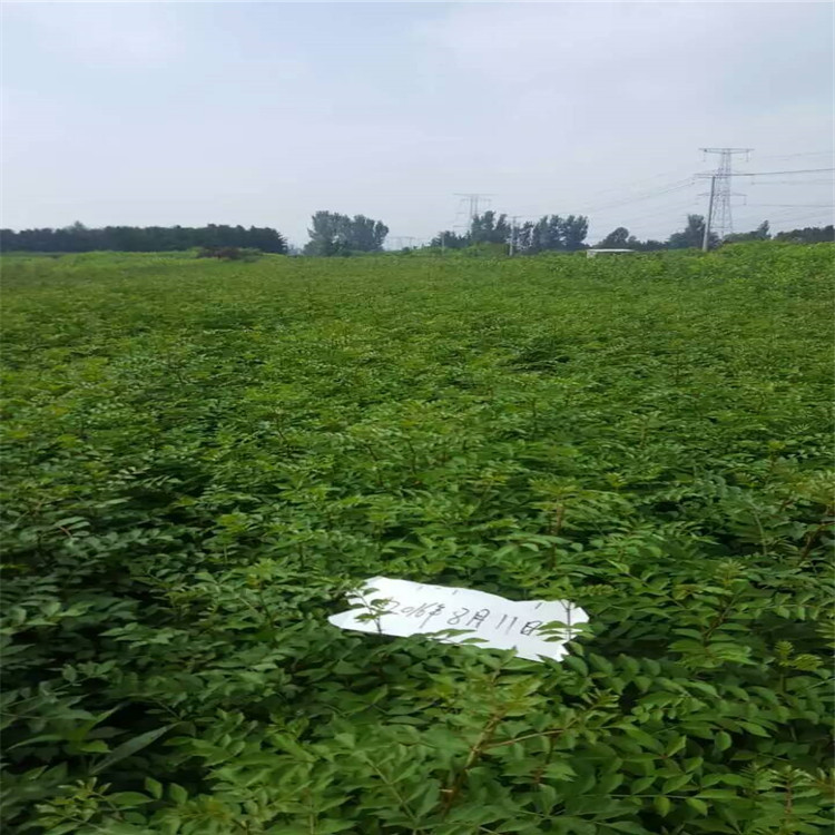 出售花椒樹苗，花椒苗一畝地多少棵，花椒苗報價