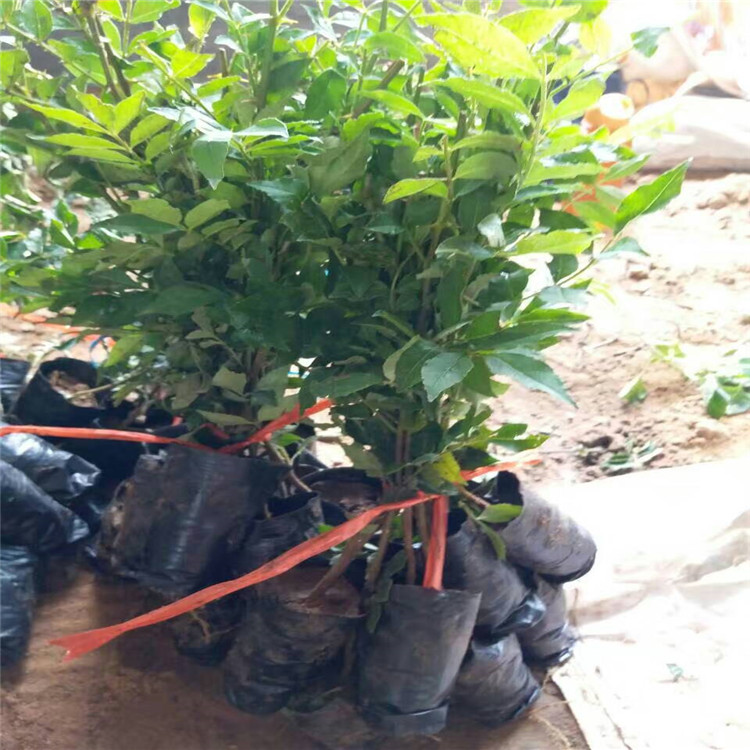 哪里出售花椒苗，花椒苗一棵多少錢，四川花椒苗