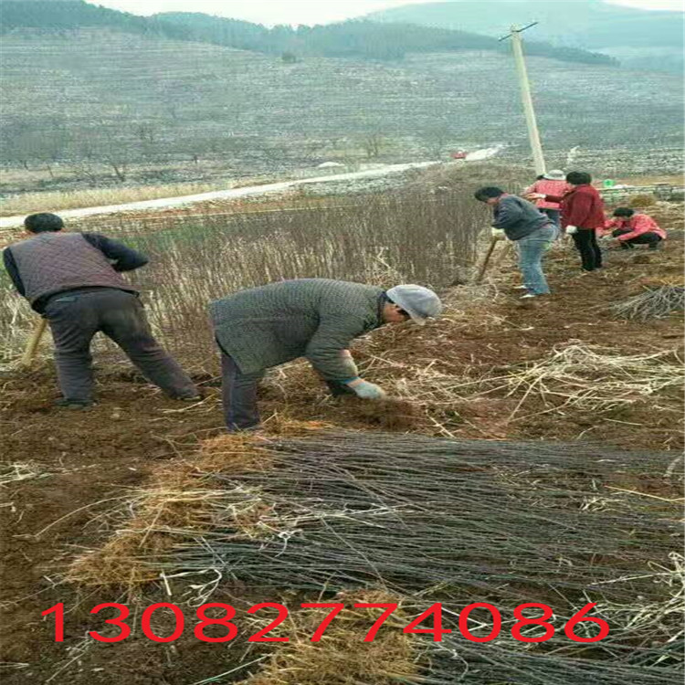 哪里賣花椒樹(shù)苗，花椒樹(shù)苗批發(fā)，現(xiàn)在花椒苗價(jià)格