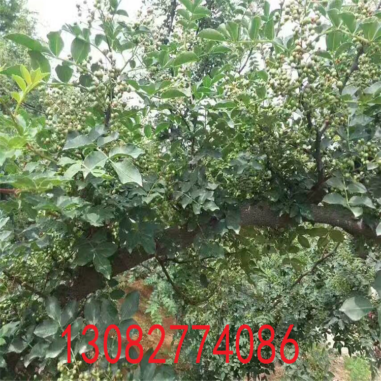 青花椒樹苗，花椒苗3毛一株，現(xiàn)在花椒苗價(jià)格