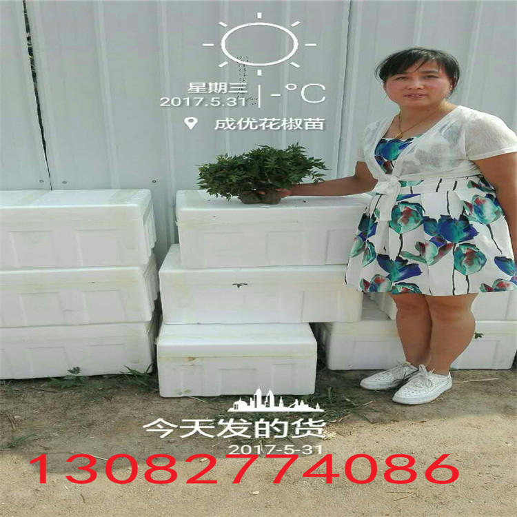 花椒苗廠家，2年花椒苗，花椒芽苗