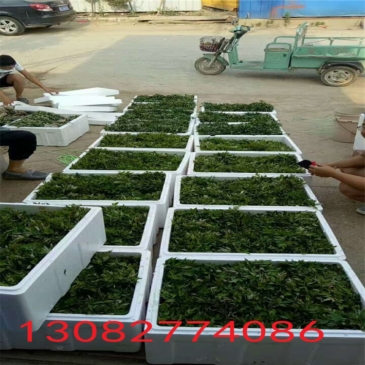 哪里有花椒苗，花椒樹苗多少錢一棵，花椒苗基地