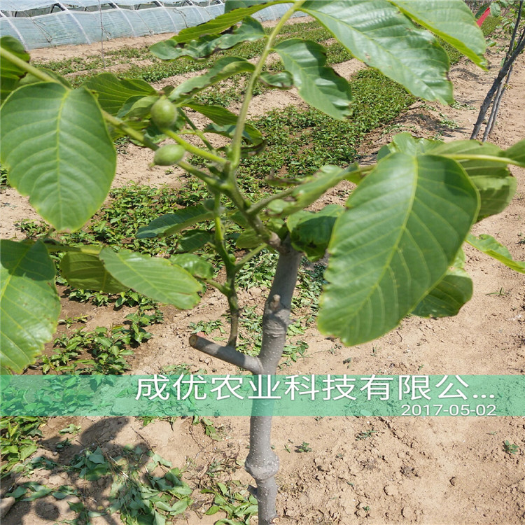 大紅袍花椒價(jià)格，花椒樹一棵多少錢，花椒苗品種