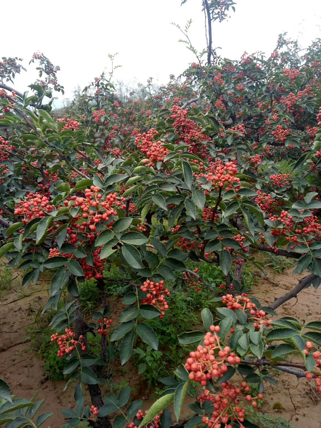 無刺花椒苗，花椒樹一棵多少錢，花椒苗報價