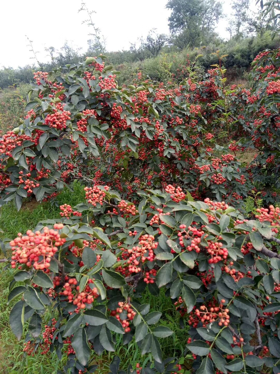 大紅袍花椒基地，大紅袍花椒苗，花椒苗基地