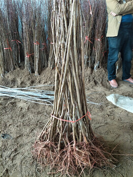 杏樹小苗，2公分杏樹苗，杏苗貨源地