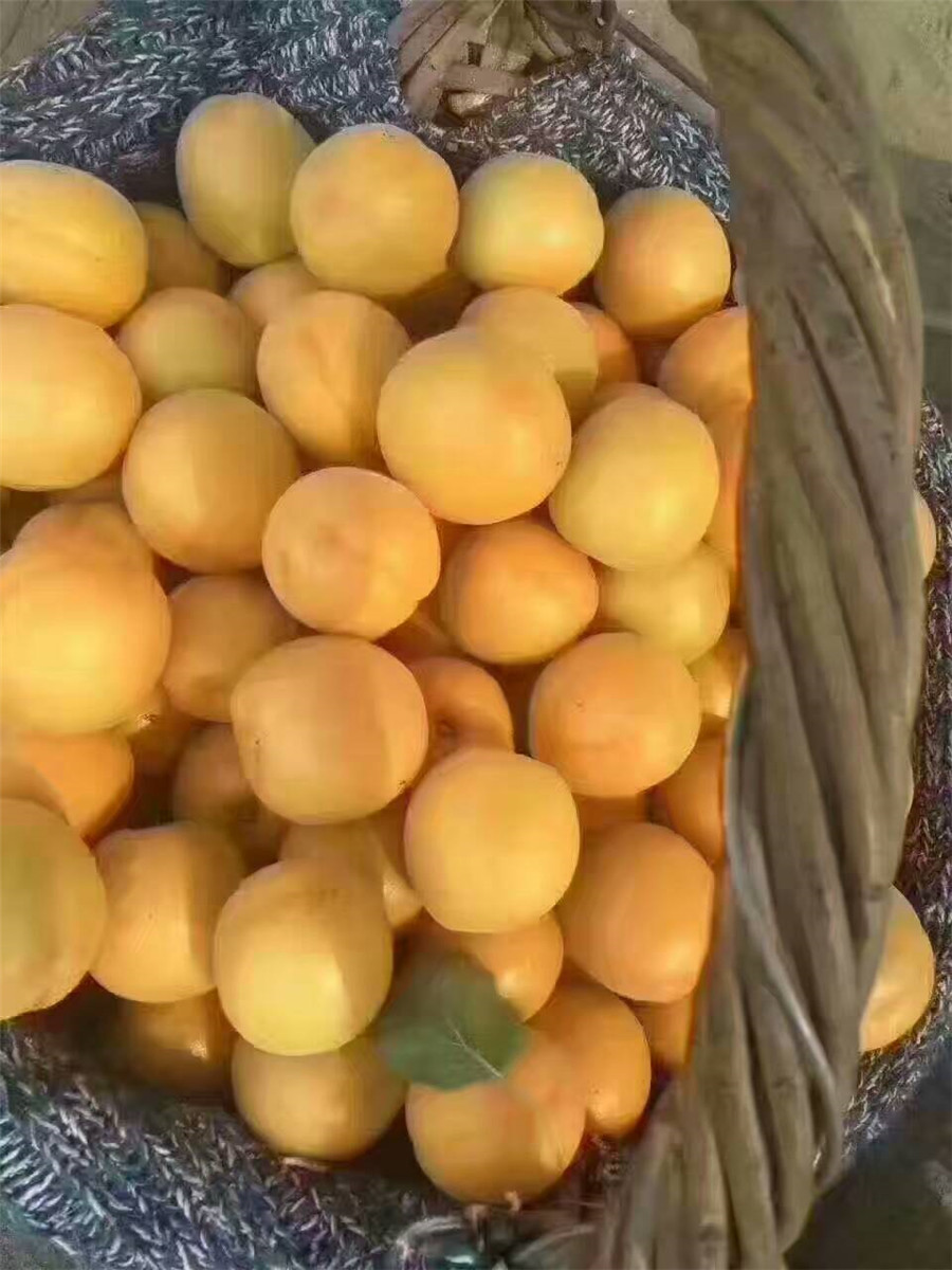 金太陽杏樹苗，5公分杏樹苗，杏苗多少錢一根