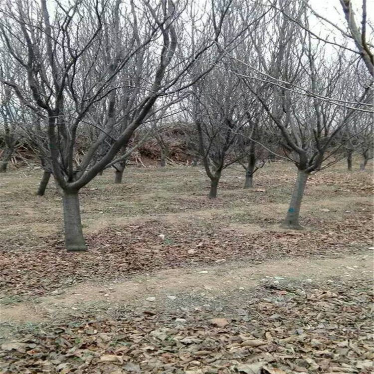凱特杏樹苗，批發(fā)杏樹苗，杏苗多少錢一根