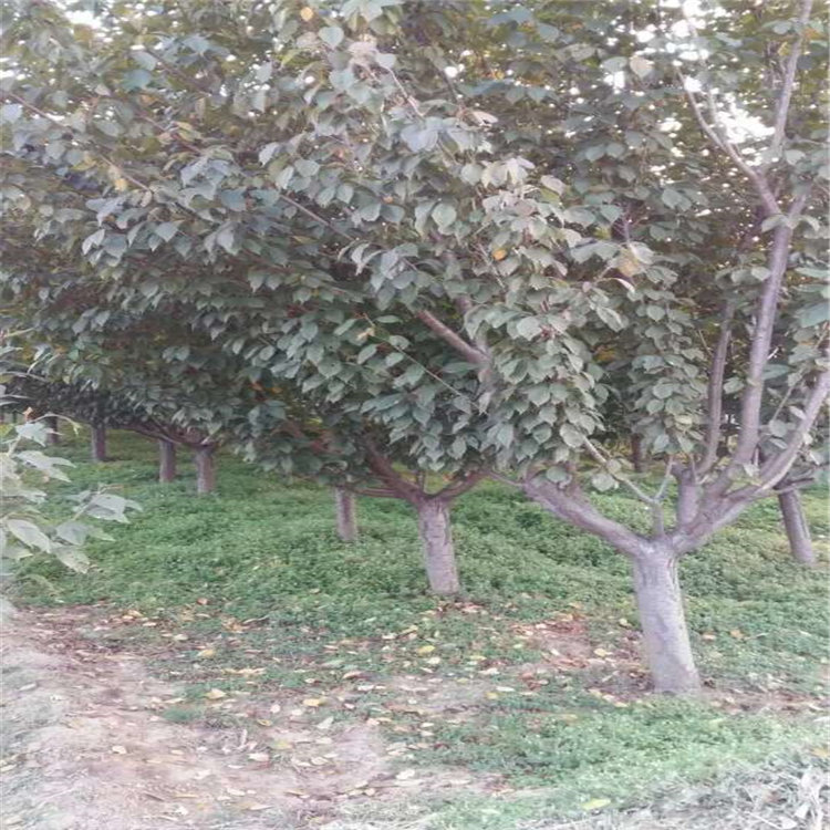 珍珠油杏樹苗，4公分杏樹苗，哪里杏苗多