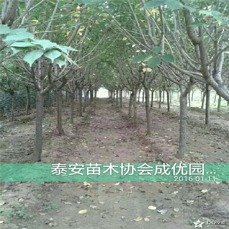 早熟杏樹苗，金太陽杏苗，哪里出售杏樹