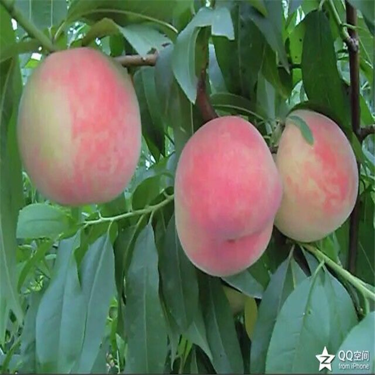 山杏樹苗，杏樹那個品種好，杏苗貨源地