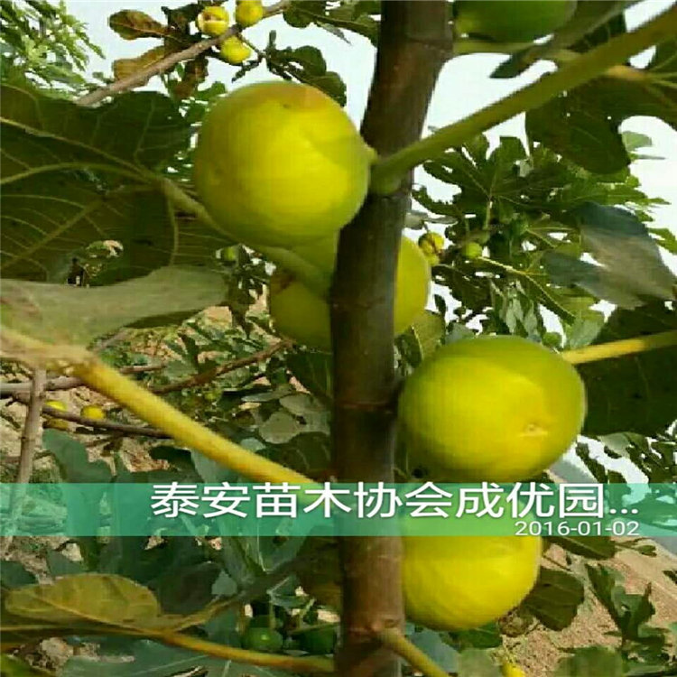 凱特杏樹苗，杏樹一棵多少錢，哪里賣杏樹
