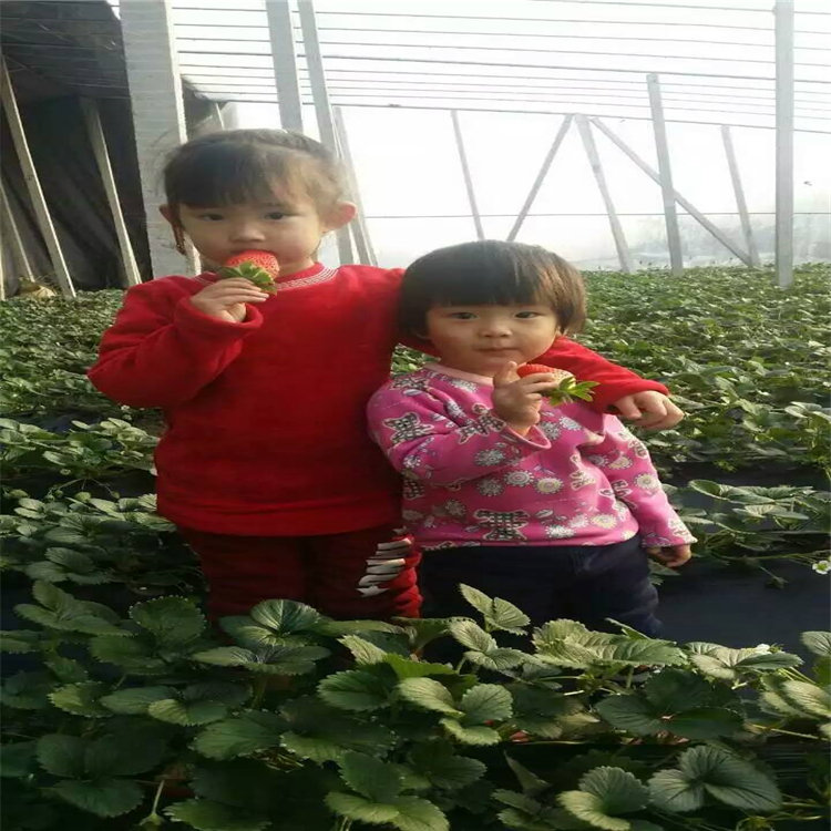 杏樹苗子，山東杏樹苗，哪里出售杏樹