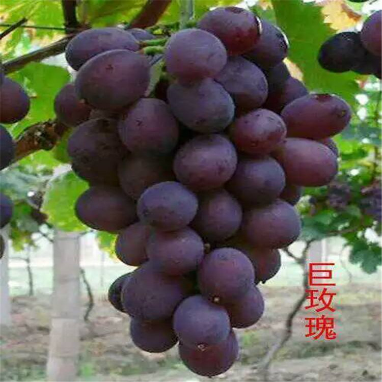 早熟杏樹(shù)苗，批發(fā)杏樹(shù)苗，杏苗貨源地